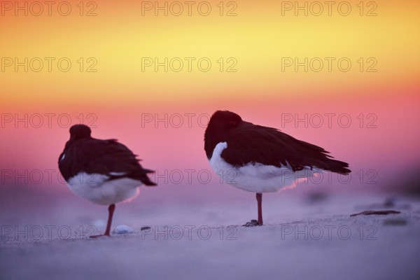 Eurasian oystercatcher (Haematopus ostralegus) on the beach at sunset, Düne, Helgoland,