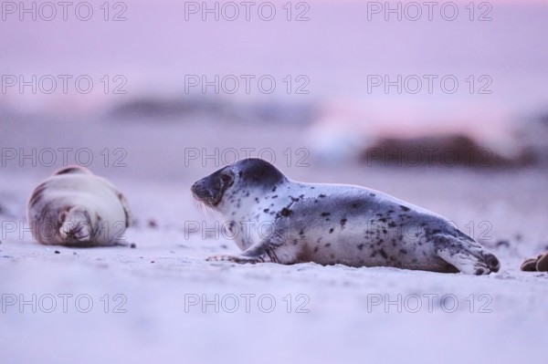Grey seal (Halichoerus grypus) lying on the beach at sunset, Düne, Helgoland, Schleswig-Holstein,