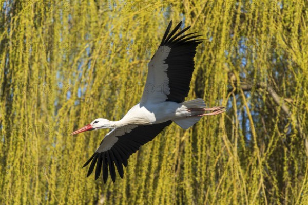 A stork flies past green hanging branches in sunny surroundings, white stork (Ciconia ciconia),