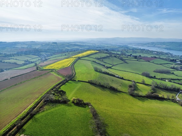 Rapeseed fields over the River Teign from a drone, Teignmouth, Shaldon, Devon, England, United