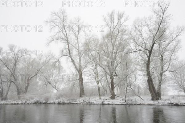 Winter landscape by a river, willows (Salix) on the bank in heavy snowfall, North Rhine-Westphalia,