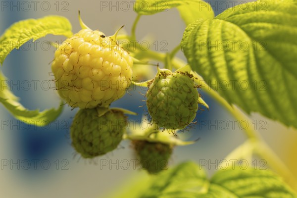 Close-up of yellow and green raspberries (Rubus idaeus) on the bush, ripening in the sun, Ternitz,