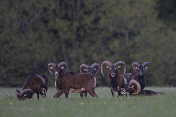 European mouflon (Ovis gmelini musimon, Syn.: Ovis orientalis musimon, Ovis aries musimon),