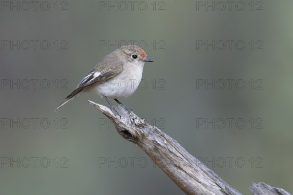 Red-capped Robin (Petroica goodenovii) female perched on a branch, South Australia, Australia,