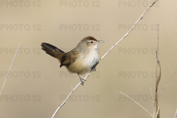 Spinifexbird (Megalurus carteri) perched on a twig, Northern Territory, Australia, Oceania