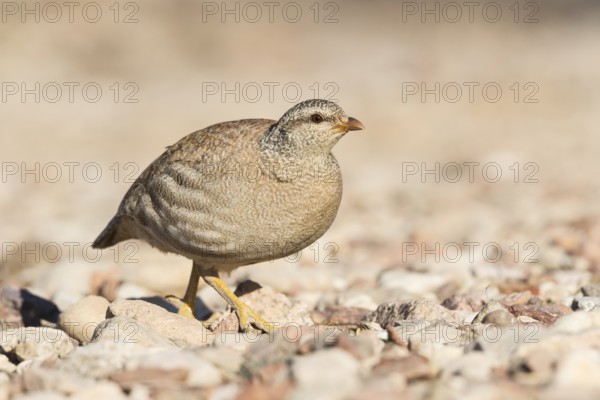 Sand Partridge (Ammoperdix heyi) female, Eilat, Israel, Asia