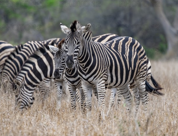 Plains zebras (Equus quagga), mother with young, in high grass, Kruger National Park, South Africa,