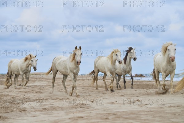 Five white Camargue horses gallop freely across a sandy beach under a cloudy sky, Camargue, France,
