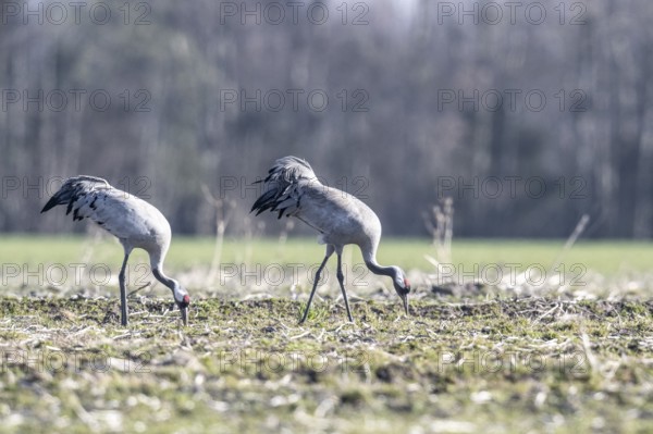 Cranes (Grus grus), Emsland, Lower Saxony, Germany, Europe