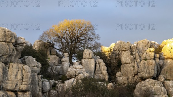 Bizarre limestone rock formations, El Torcal nature reserve, Torcal de Antequera, Malaga province,