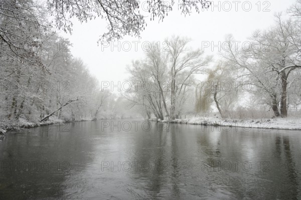 Winter landscape by a river, willows (Salix) and alders (Alnus) on the bank in dense snowfall,
