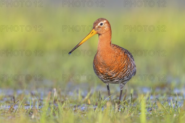 Black-tailed godwit (Limosa limosa) running in wet meadow, snipe birds, wildlife, nature
