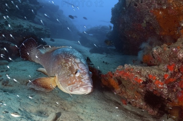 Underwater photo of Dusky Grouper (Epinephelus marginatus) swimming through narrow canyon in rocky