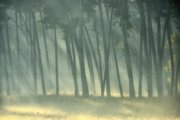 Scots pine forest (Pinus silvestris) in autumnal sunny light, Lower Rhine, North Rhine-Westphalia,