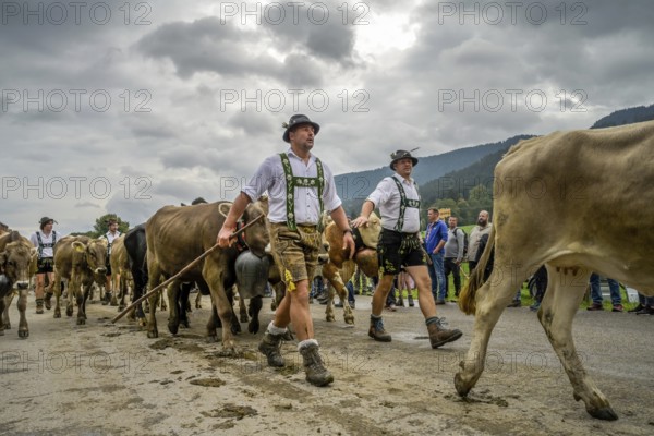 16. 09. 2022. Almabtrieb, cattle seperation in Thalkirchdorf, Markt Oberstaufen, Allgäu, Bavaria,