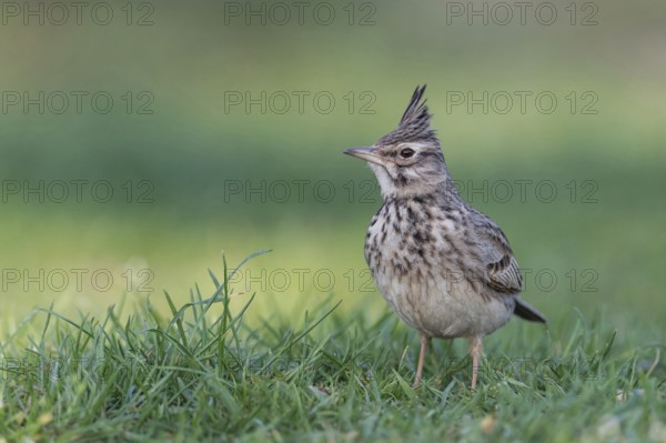 Crested lark (Galerida cristata) in the grass, Lake Neusiedl National Park, Burgenland, Austria,