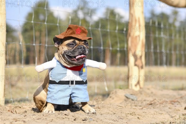 Fawn colored French Bulldog dog wearing a Carnival or Halloween cowboy full body costume with fake