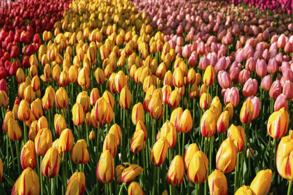Blooming tulips flowerbed in Keukenhof flower garden, also known as the Garden of Europe, one of