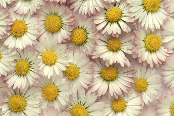 Common daisy (Bellis perennis), medicinal plant, naturopathy classifies the daisy among other