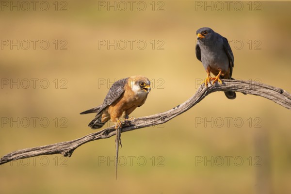 Red-footed falcon (Falco vesperetinus) Male handing over a captured lizard to female, Hungary,