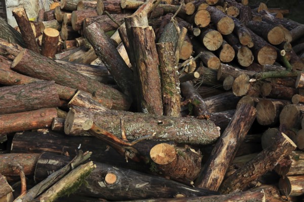 Firewood, logs, sawn into metre pieces