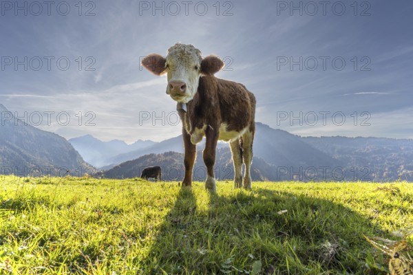 Allgäuer Braunvieh (Bos primigenius taurus), Allgäu, Bavaria, Germany, Europe