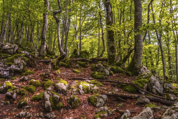 Mount Aizkorri 1523 meters, the highest in Guipuzcoa. Basque Country. Lovely forest on the rise.