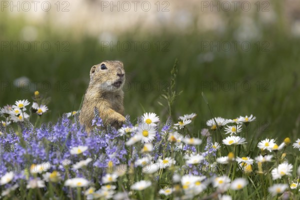 European ground squirrel (Spermophilus citellus) standing in flower meadow with speedwell and