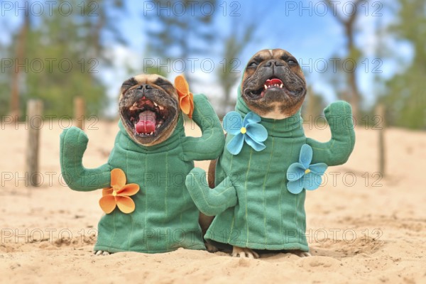 French Bulldog dog dressed up with cactus costumes with fake arms and flowers standing on sandy