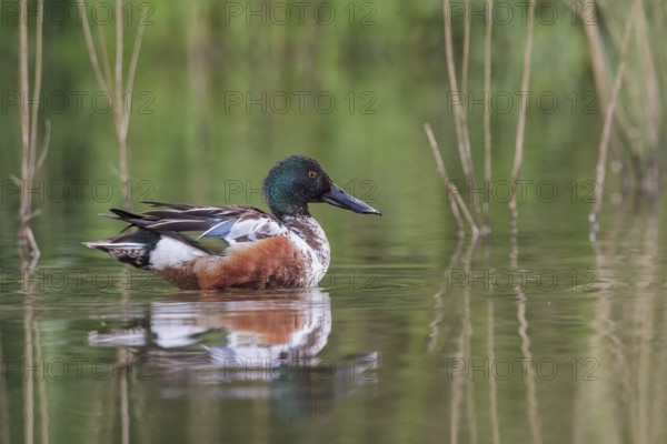 Northern Shoveler (Anas clypeata) swims in the water at the edge of the reed, Upper Austria,