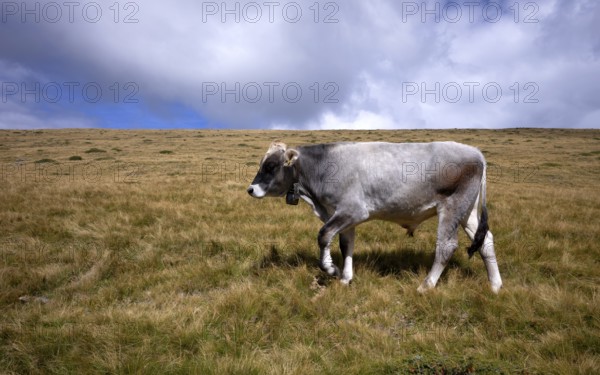 Cow on pasture, Rasciesa, Resciesa, Val Gardena, Trentino, South Tyrol, Italy, Europe