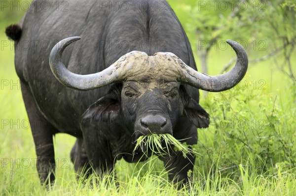 African buffalo (Syncerus caffer), Sabi Sabi Game Reserve, Kruger National Park, South Africa,