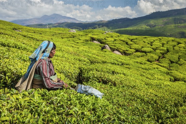 KERALA, INDIA, FEBRUARY 18, 2014: Unidentified Indian woman harvests tea leaves at tea plantation