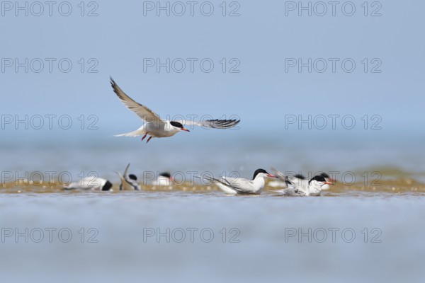 Elegant tern (Thalasseus elegans) flying in the sky above the sea, hunting, ebro delta, Catalonia,