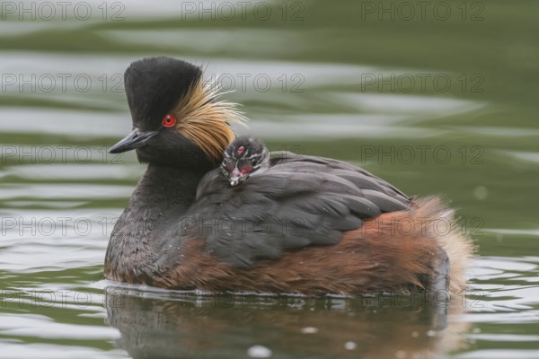 Black-necked Grebe (Podiceps nigricollis) with young bird in plumage on the back, swims in the
