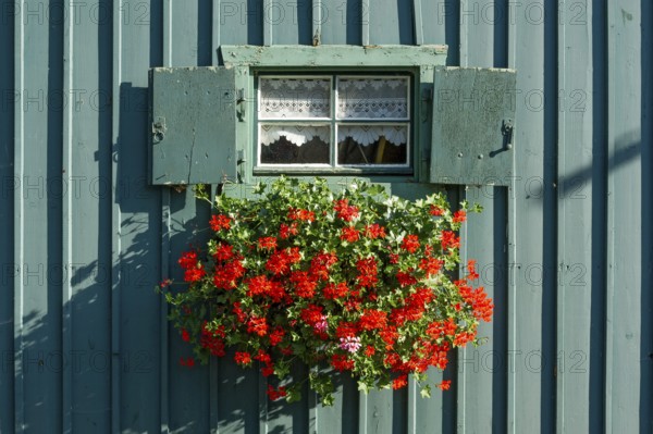Window with shutters and flower box with geraniums (Pelargonium spec.) in old colourfully painted