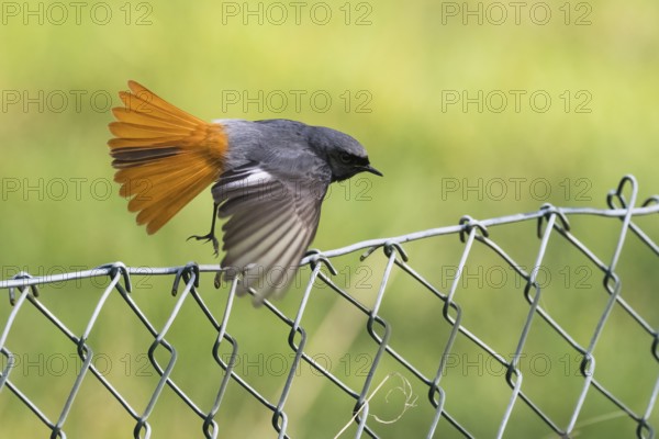 A male black redstart (Phoenicurus ochruros) soars from a wire mesh fence with its wings fanned