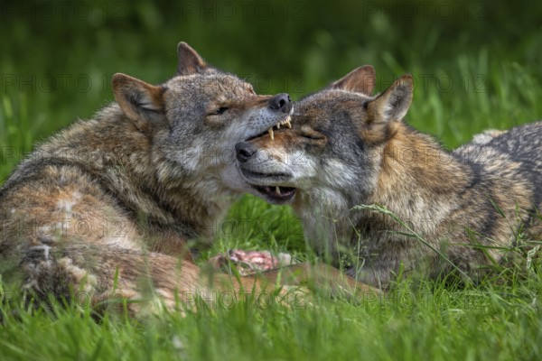 Eurasian wolves showing muzzle grab behaviour by dominant grey wolf grabbing subordinate pack