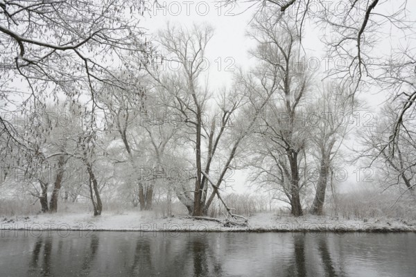 Winter landscape by a river, willows (Salix) and alders (Alnus) on the bank in dense snowfall,