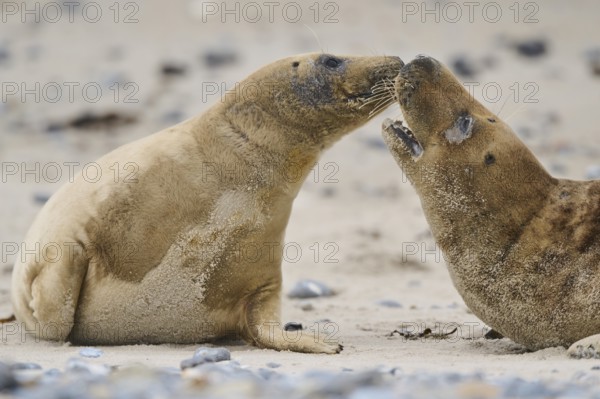 Grey seal (Halichoerus grypus) playing with each other on the beach, Düne, Helgoland,