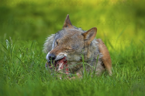 Eurasian wolf, grey wolf (Canis lupus lupus) gnawing on meat and bone of its prey in grassland,