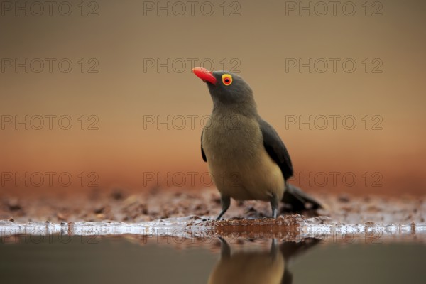 Red-billed oxpecker (Buphagus erythrorhynchus), adult, at the water, alert, Kruger National Park,