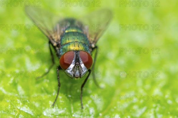 Macro photograph of an iridescent blow fly (Calliphoridae) with red eyes on a green leaf, Ternitz,
