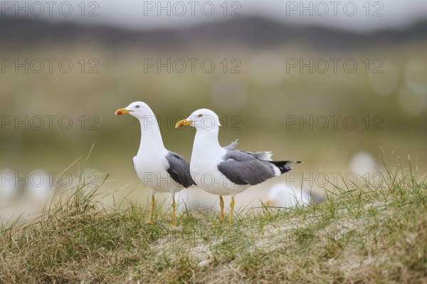 Yellow-legged gull (Larus michahellis) standing in the grass, Düne, Helgoland, Schleswig-Holstein,