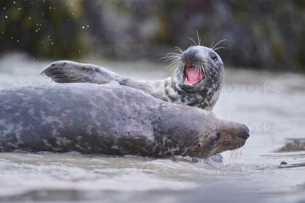 Grey seal (Halichoerus grypus) playing with each other in the water, sea, Düne, Helgoland,