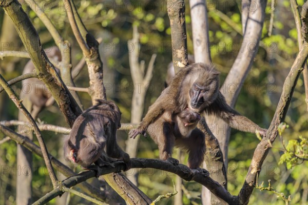 An adult female mandrill (Mandrillus leucophaeus) is standing with her baby high up in a tree on a
