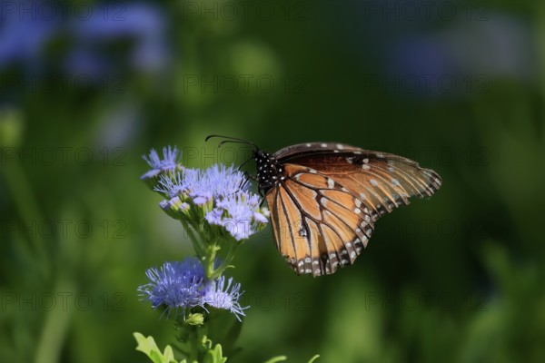 Monarch butterfly (Danaus plexippus), adult, on flower, foraging, Sonora Desert, Arizona, North