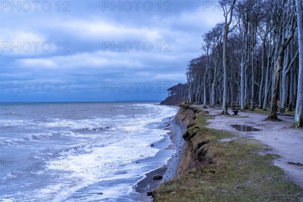 Beach, cliffs and ghostly forest in the Baltic seaside resort of Nienhagen, Mecklenburg-Vorpommern,