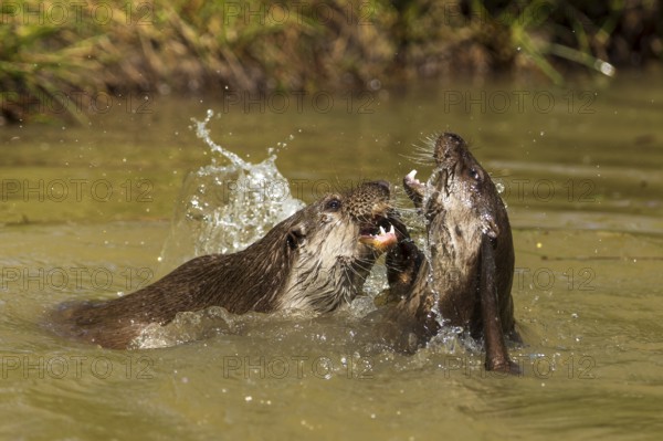 Two otters engage playfully in the water, splashing water visible, European otter (Lutra lutra),