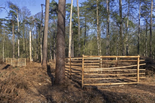 Wooden lattice called reeblock, roe deer block, fence for game browsing protection of young trees